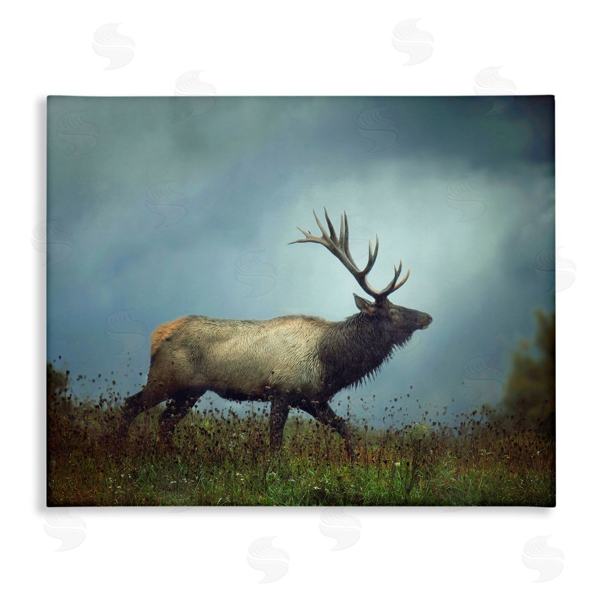 Carrie Ann Grippo-Pike Serene Elk in Nighttime Clearing Wildlife Photography Stretched Canvas Wall Art Print
