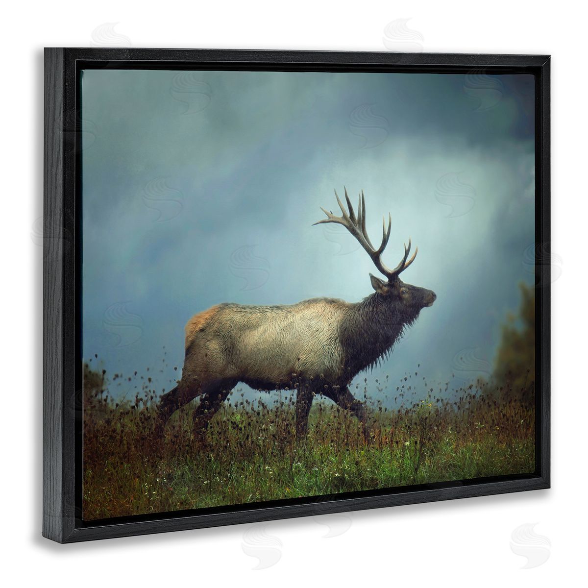 Carrie Ann Grippo-Pike Serene Elk in Nighttime Clearing Wildlife Photography Black Floating Frame Canvas Wall Art Print