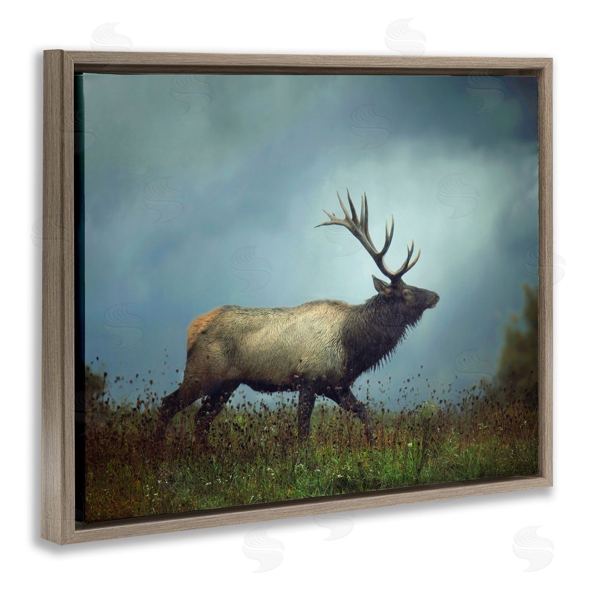 Carrie Ann Grippo-Pike Serene Elk in Nighttime Clearing Wildlife Photography Brown Floating Frame Canvas Wall Art Print