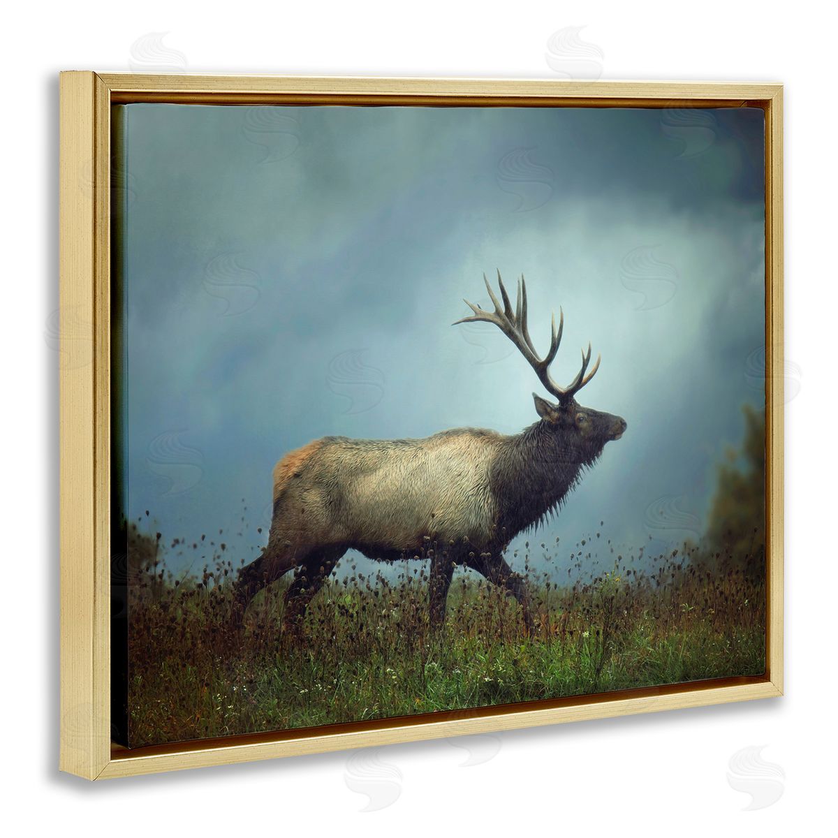 Carrie Ann Grippo-Pike Serene Elk in Nighttime Clearing Wildlife Photography Gold Floating Frame Canvas Wall Art Print