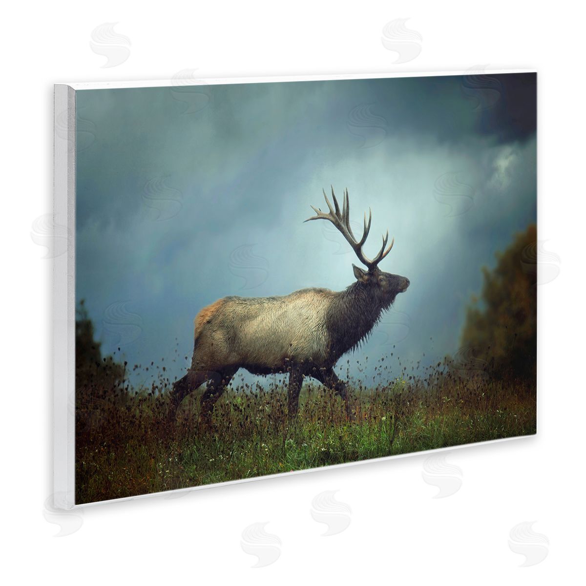 Carrie Ann Grippo-Pike Serene Elk in Nighttime Clearing Wildlife Photography Wall Plaque Art Print