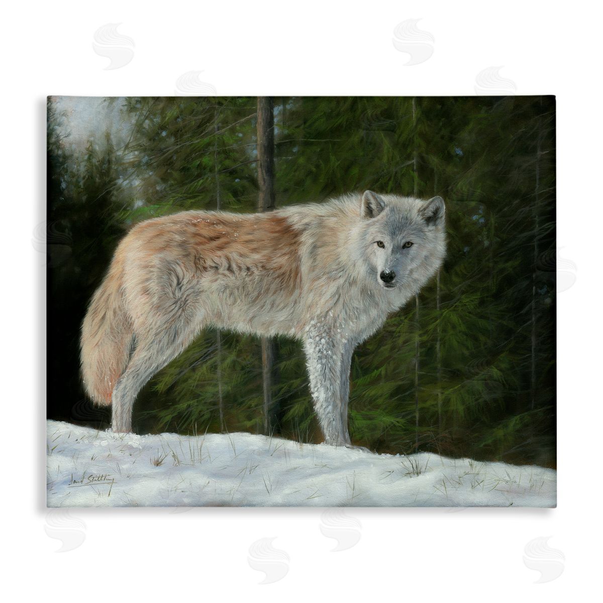 David Stribbling Wild Coyote Wolf Gazing Snowy Forest Clearing Stretched Canvas Wall Art Print
