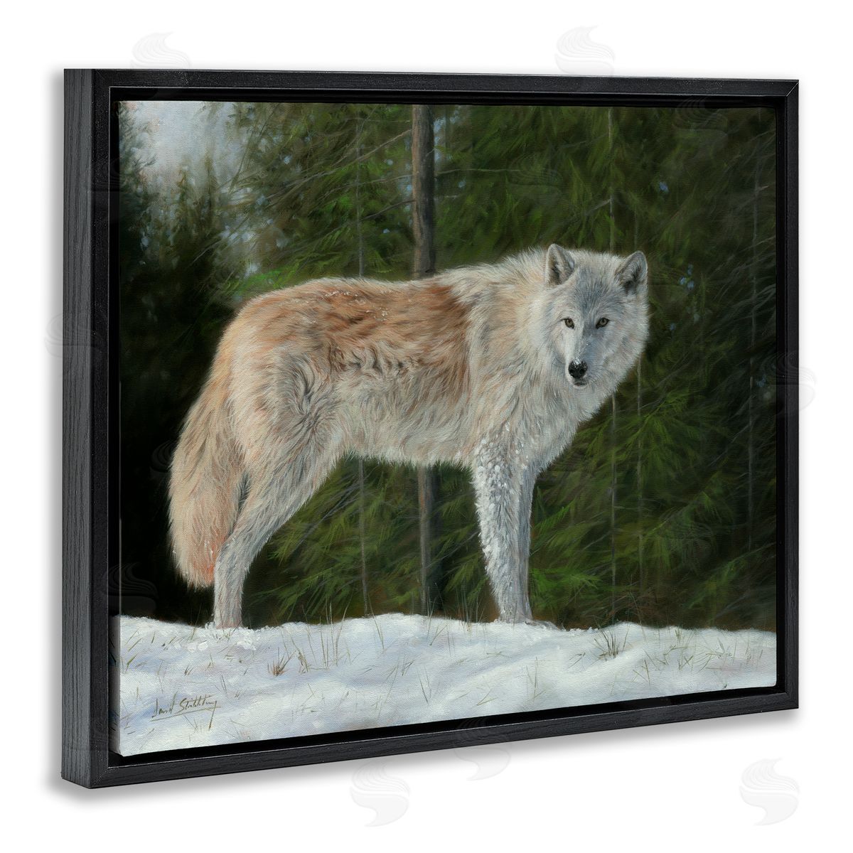 David Stribbling Wild Coyote Wolf Gazing Snowy Forest Clearing Black Floating Frame Canvas Wall Art Print