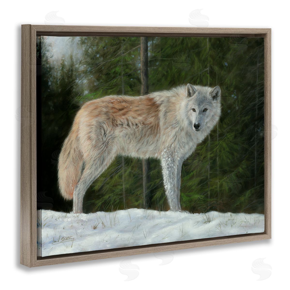 David Stribbling Wild Coyote Wolf Gazing Snowy Forest Clearing Brown Floating Frame Canvas Wall Art Print