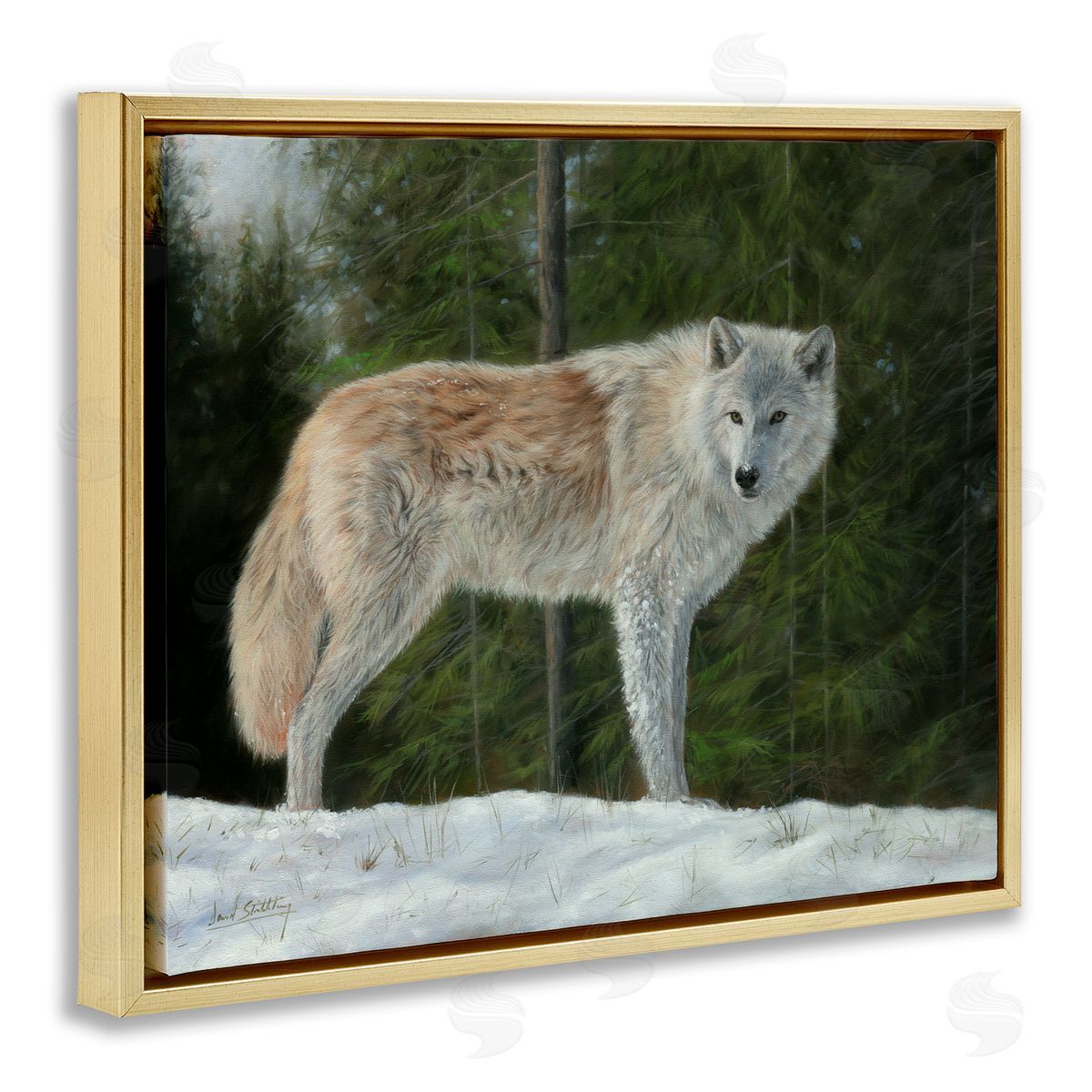 David Stribbling Wild Coyote Wolf Gazing Snowy Forest Clearing Gold Floating Frame Canvas Wall Art Print