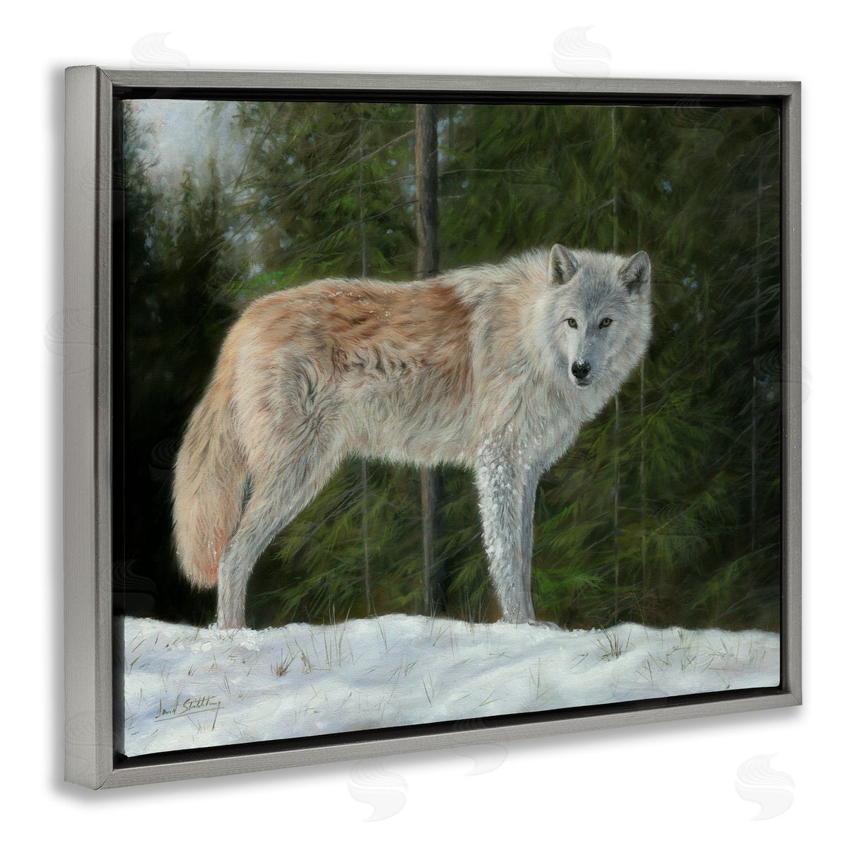 David Stribbling Wild Coyote Wolf Gazing Snowy Forest Clearing Gray Floating Frame Canvas Wall Art Print