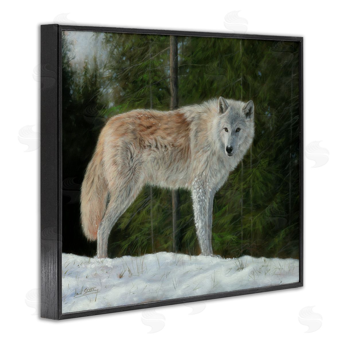 David Stribbling Wild Coyote Wolf Gazing Snowy Forest Clearing Black Framed Giclee Wall Art Print