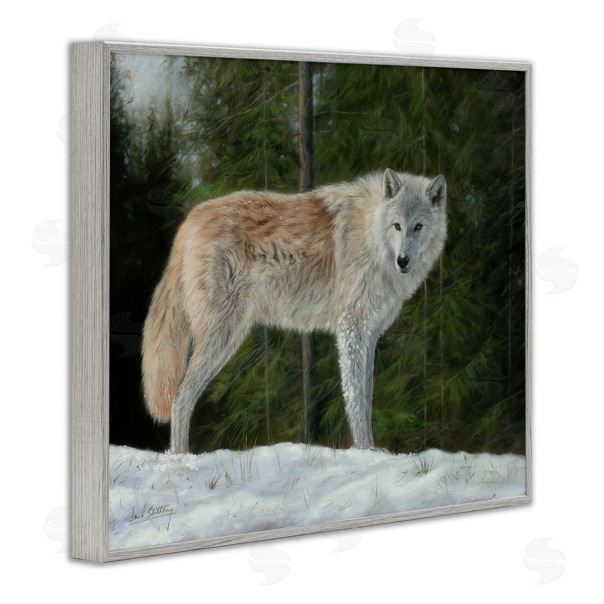David Stribbling Wild Coyote Wolf Gazing Snowy Forest Clearing Gray Framed Giclee Wall Art Print