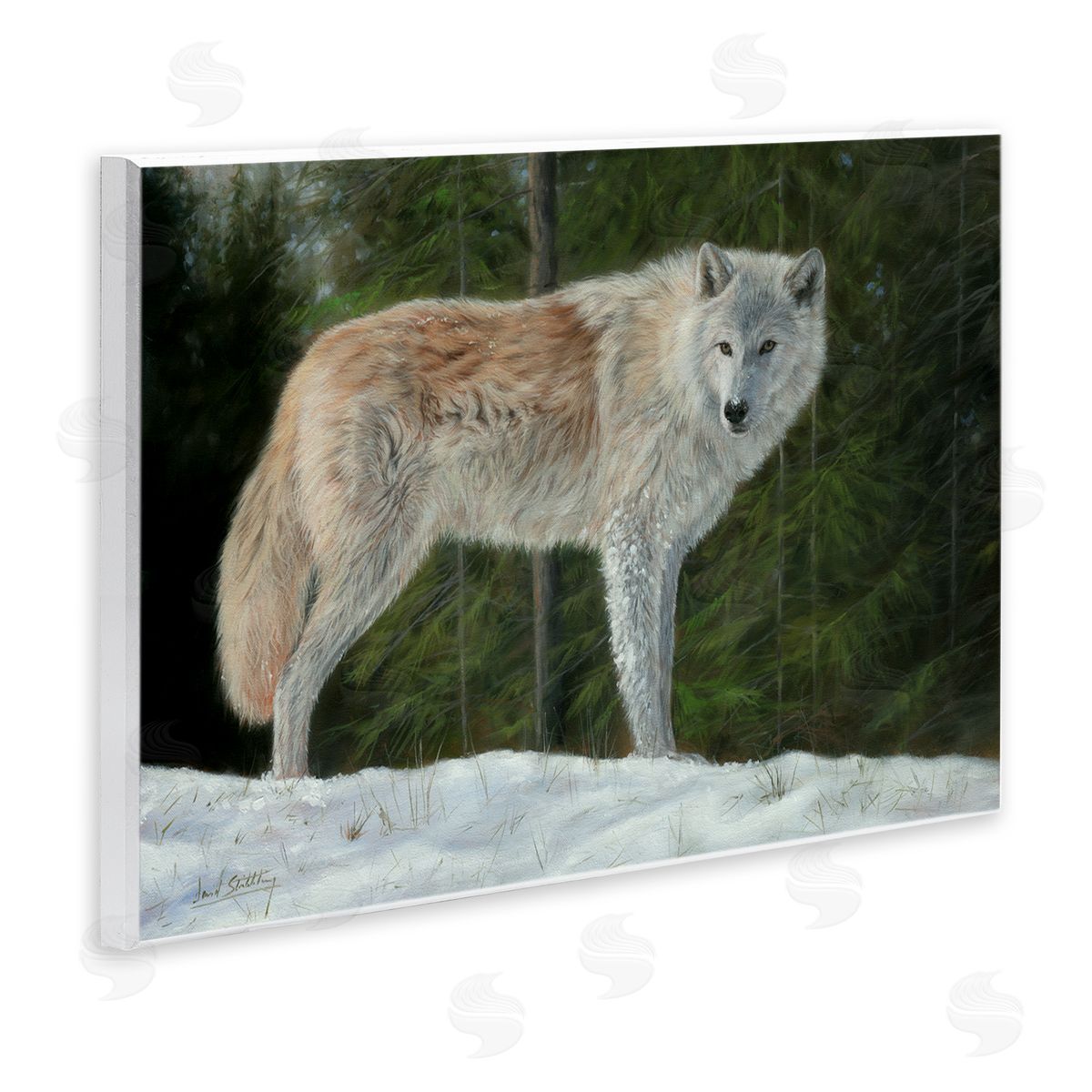 David Stribbling Wild Coyote Wolf Gazing Snowy Forest Clearing Wall Plaque Art Print