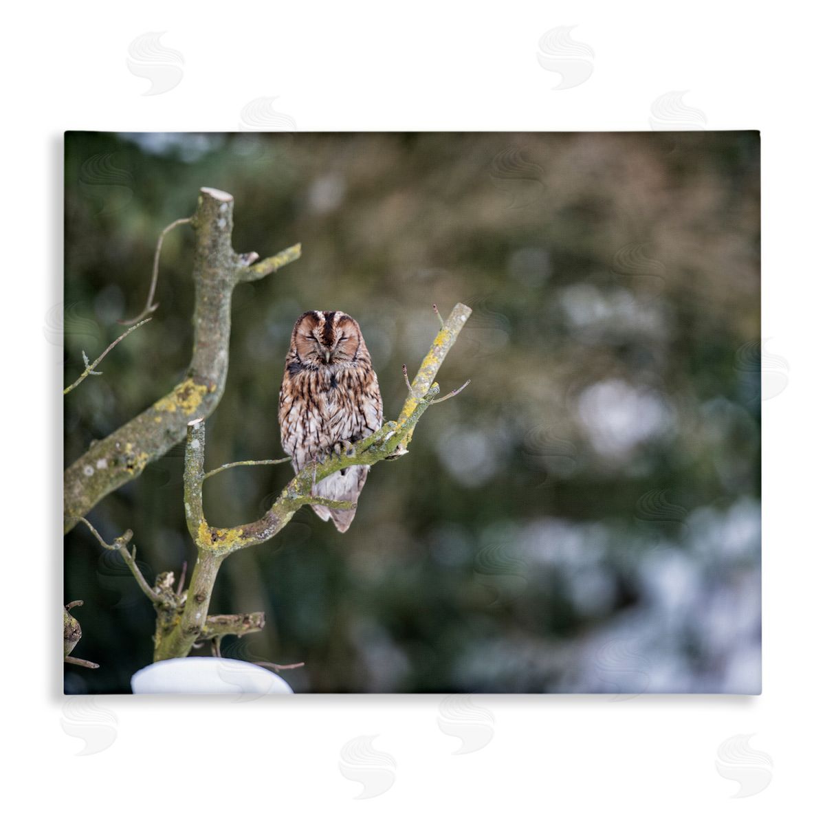 James Dobson Sleepy Owl Perched Snow Covered Nature Landscape Stretched Canvas Wall Art Print