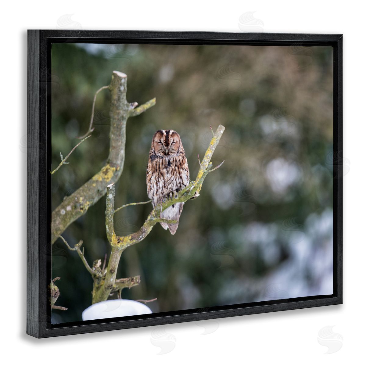 James Dobson Sleepy Owl Perched Snow Covered Nature Landscape Black Floating Frame Canvas Wall Art Print