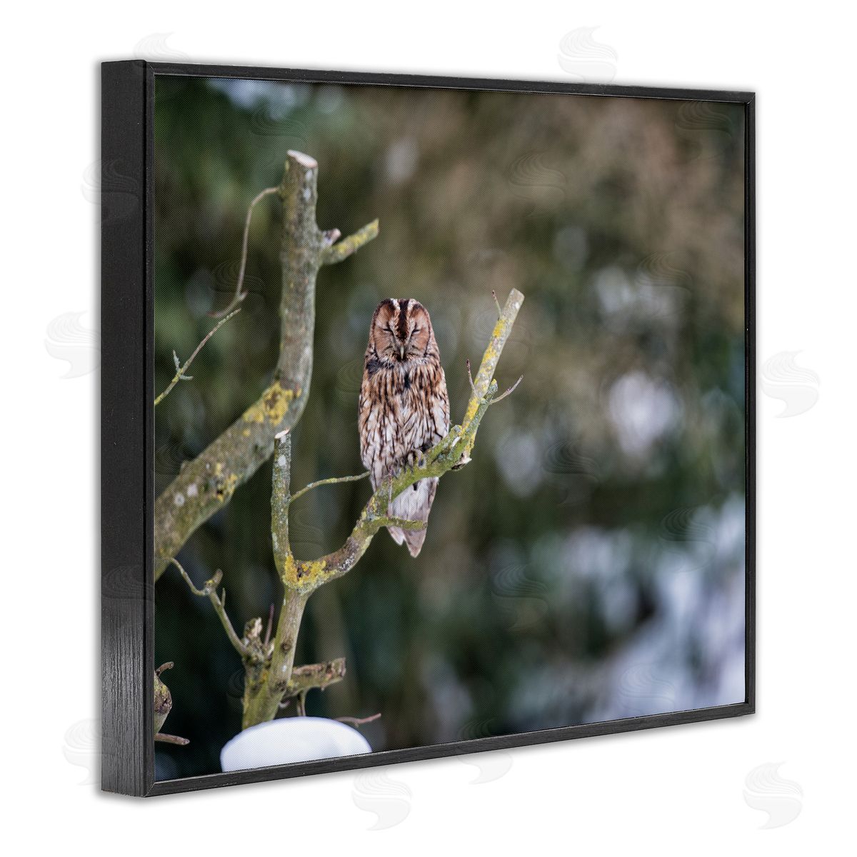 James Dobson Sleepy Owl Perched Snow Covered Nature Landscape Black Framed Giclee Wall Art Print