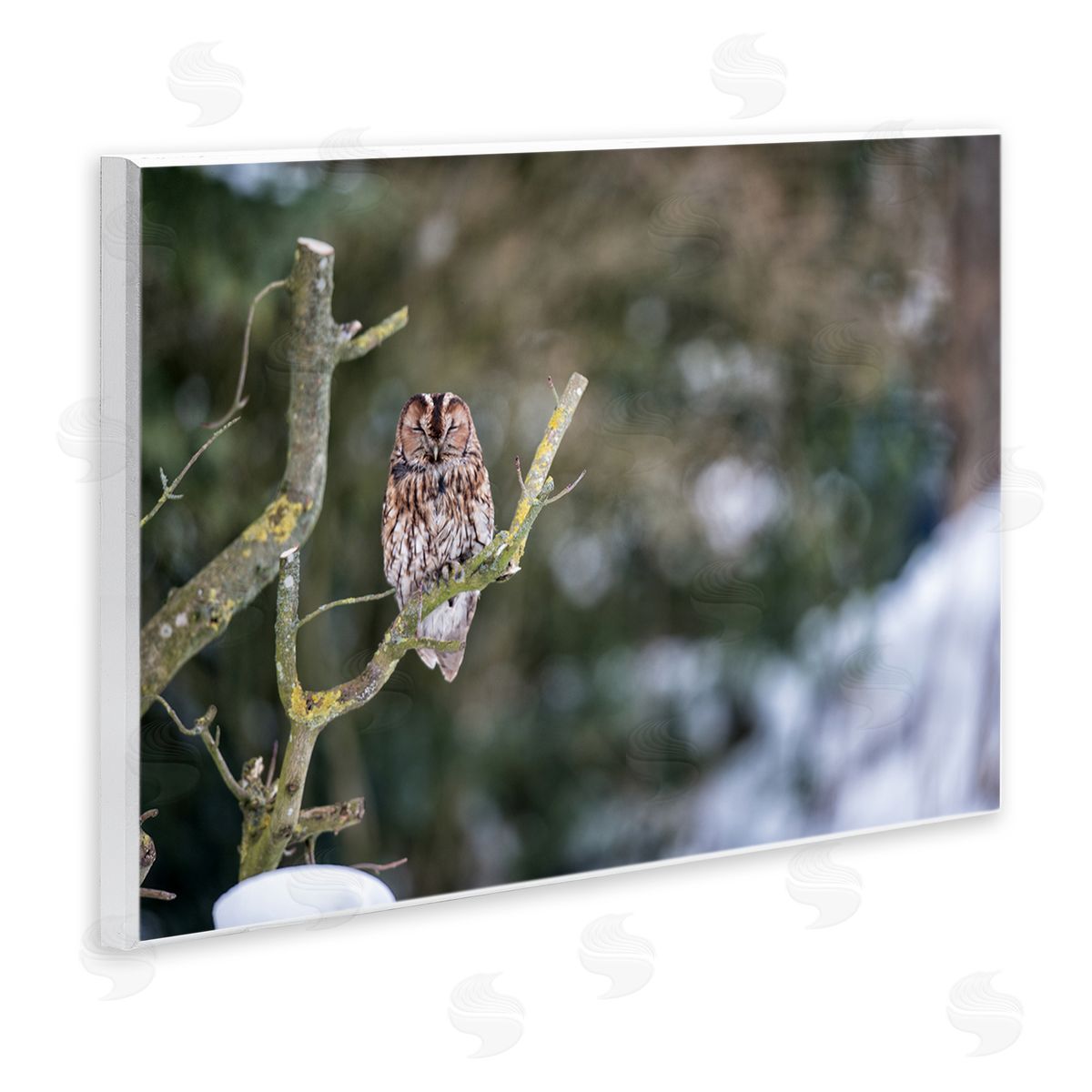 James Dobson Sleepy Owl Perched Snow Covered Nature Landscape Wall Plaque Art Print