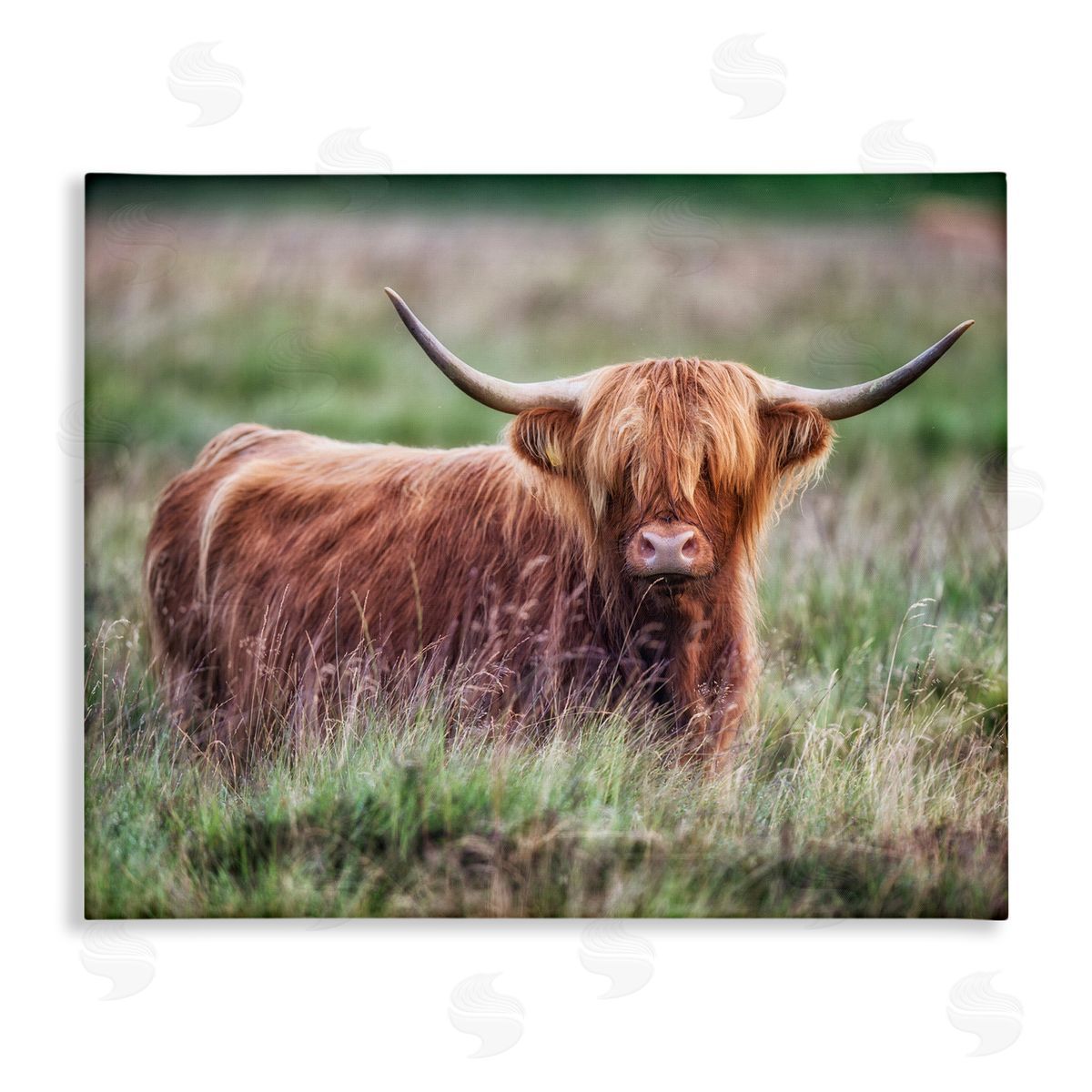 James Dobson Highland Longhorn Cattle Grazing Rural Countryside Grassland Stretched Canvas Wall Art Print