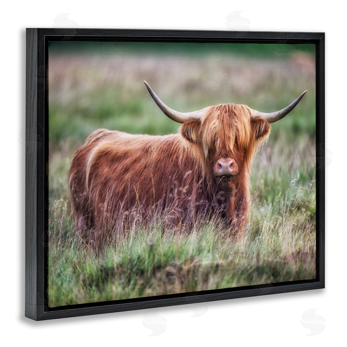 James Dobson Highland Longhorn Cattle Grazing Rural Countryside Grassland Black Floating Frame Canvas Wall Art Print