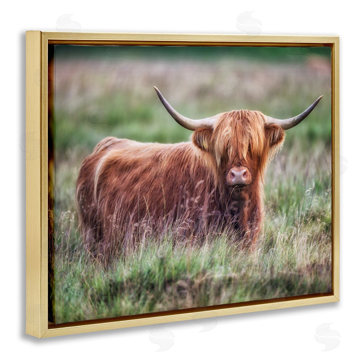 James Dobson Highland Longhorn Cattle Grazing Rural Countryside Grassland Gold Floating Frame Canvas Wall Art Print
