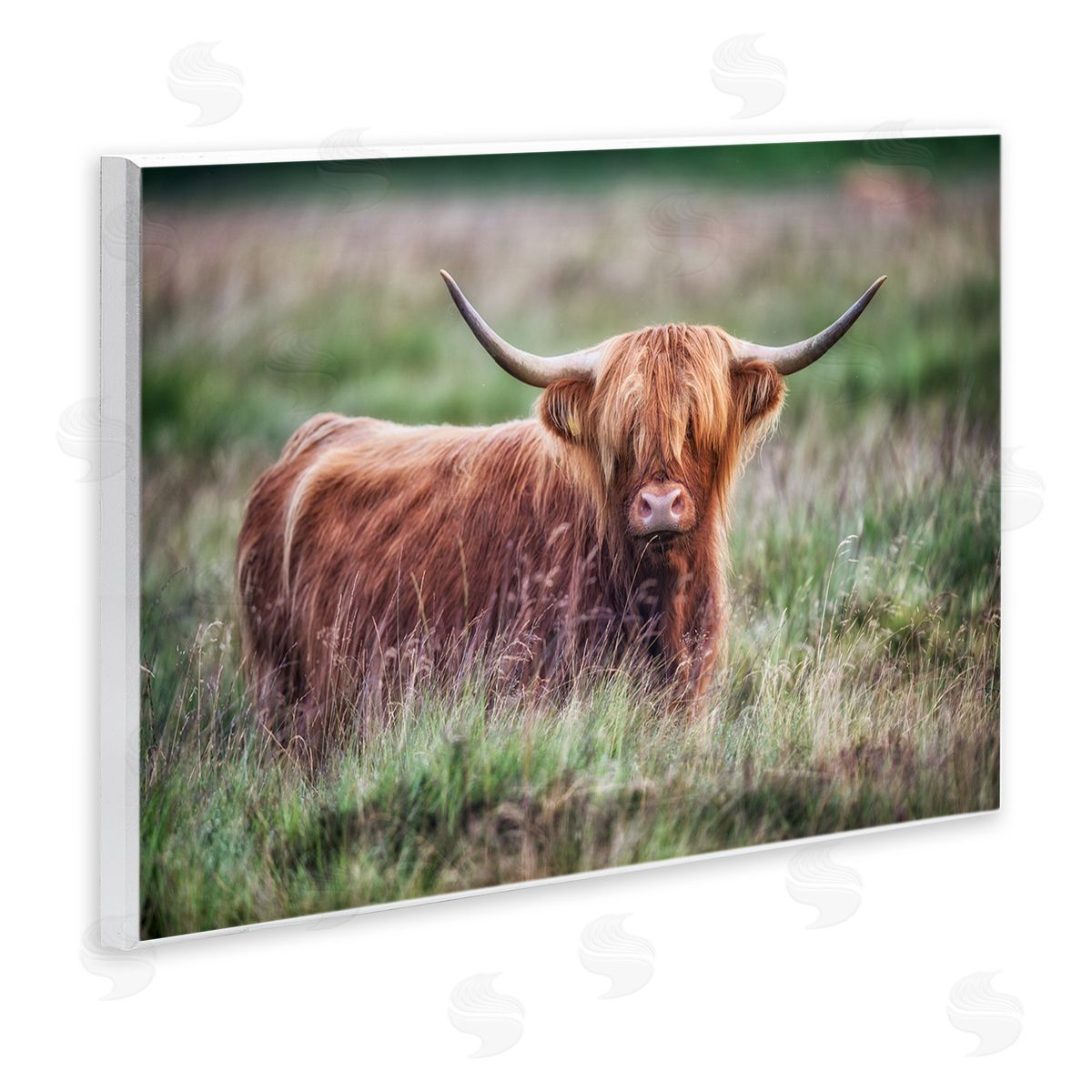 James Dobson Highland Longhorn Cattle Grazing Rural Countryside Grassland Wall Plaque Art Print