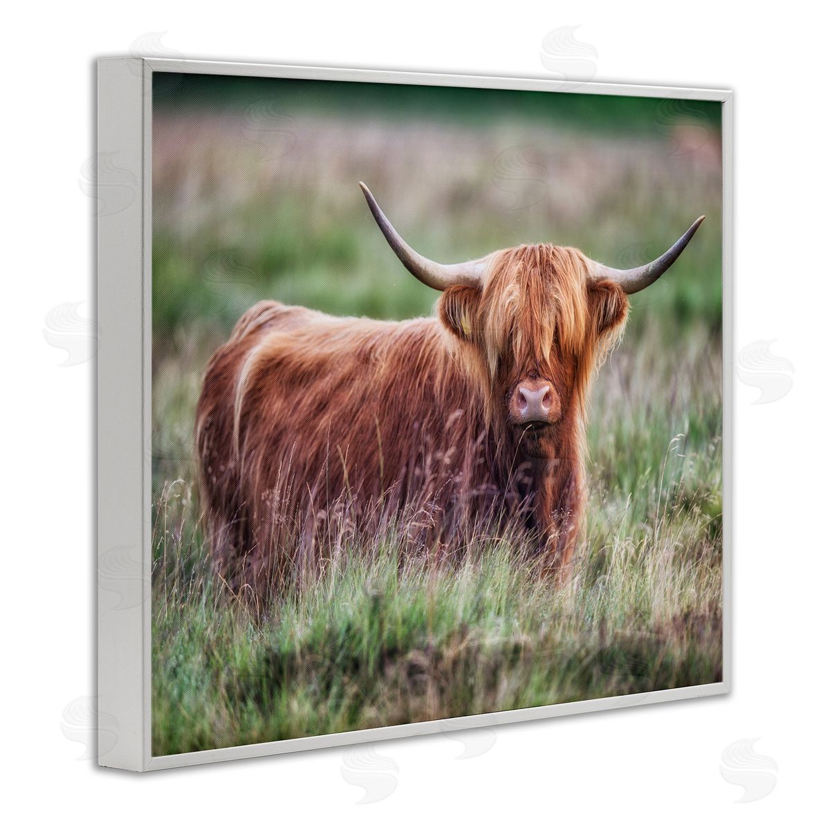 James Dobson Highland Longhorn Cattle Grazing Rural Countryside Grassland White Framed Giclee Wall Art Print