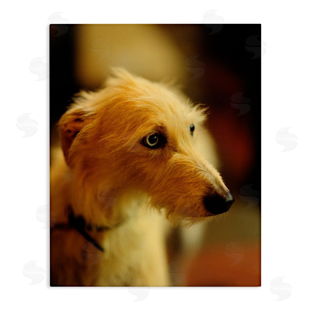 James Dobson Long Hair Terrier Dog Portrait Warm Lighting Photography Stretched Canvas Wall Art Print