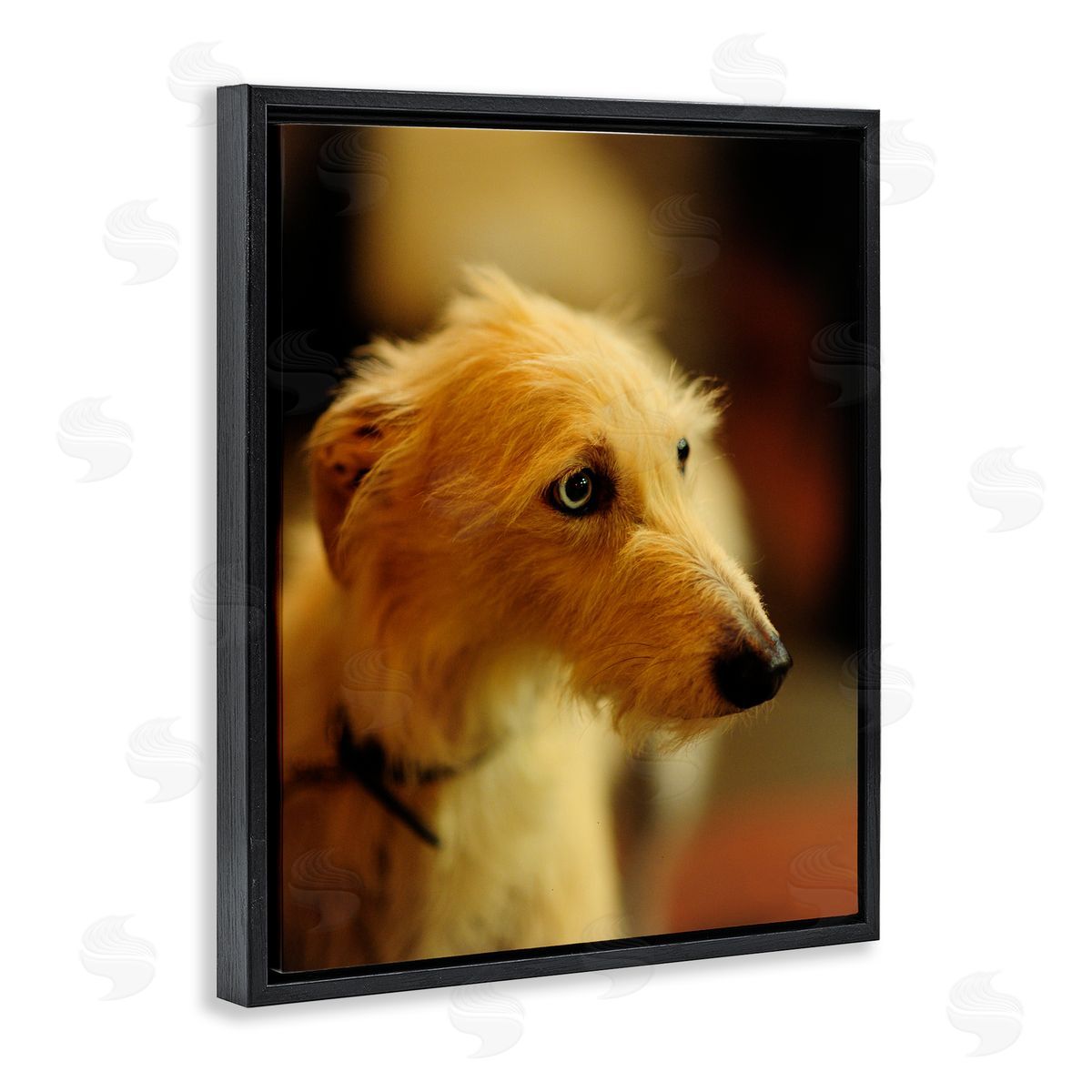 James Dobson Long Hair Terrier Dog Portrait Warm Lighting Photography Black Floating Frame Canvas Wall Art Print