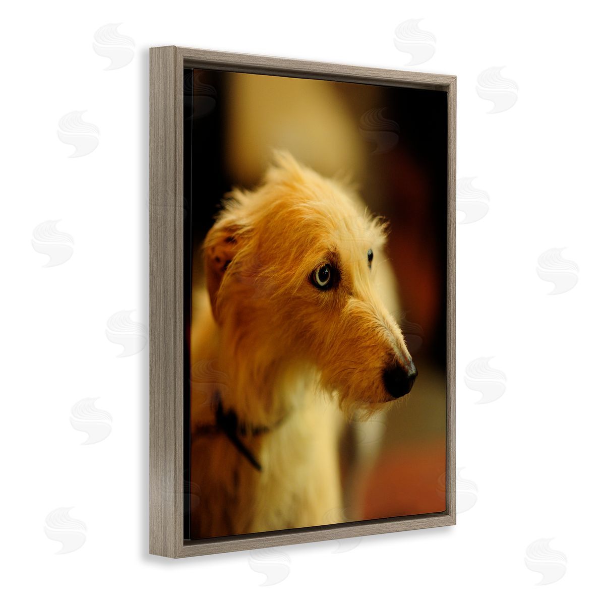 James Dobson Long Hair Terrier Dog Portrait Warm Lighting Photography Brown Floating Frame Canvas Wall Art Print
