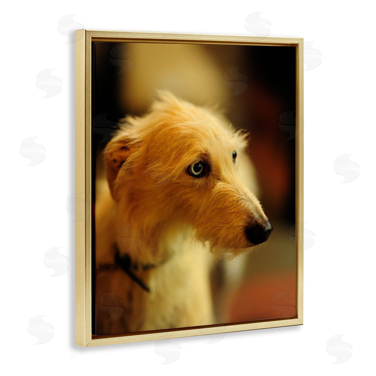 James Dobson Long Hair Terrier Dog Portrait Warm Lighting Photography Gold Floating Frame Canvas Wall Art Print
