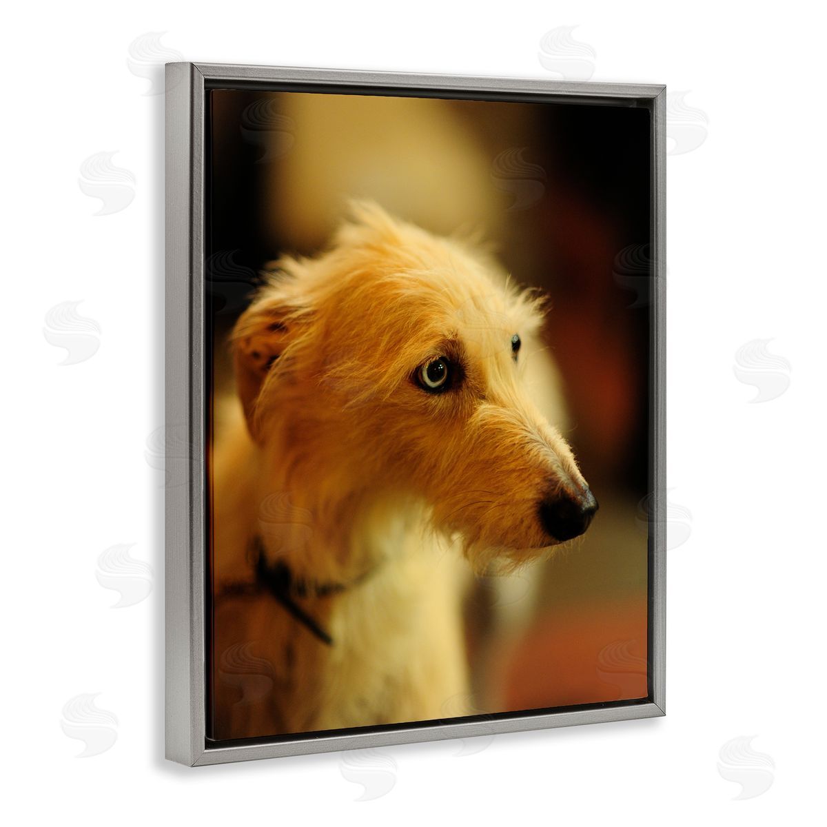 James Dobson Long Hair Terrier Dog Portrait Warm Lighting Photography Gray Floating Frame Canvas Wall Art Print