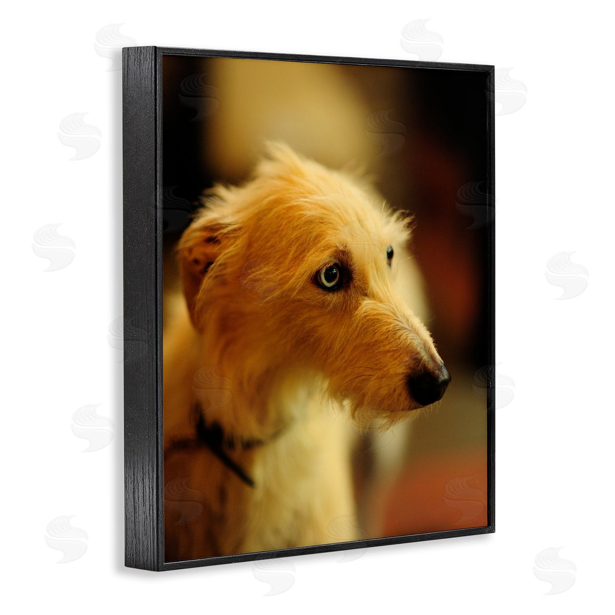 James Dobson Long Hair Terrier Dog Portrait Warm Lighting Photography Black Framed Giclee Wall Art Print