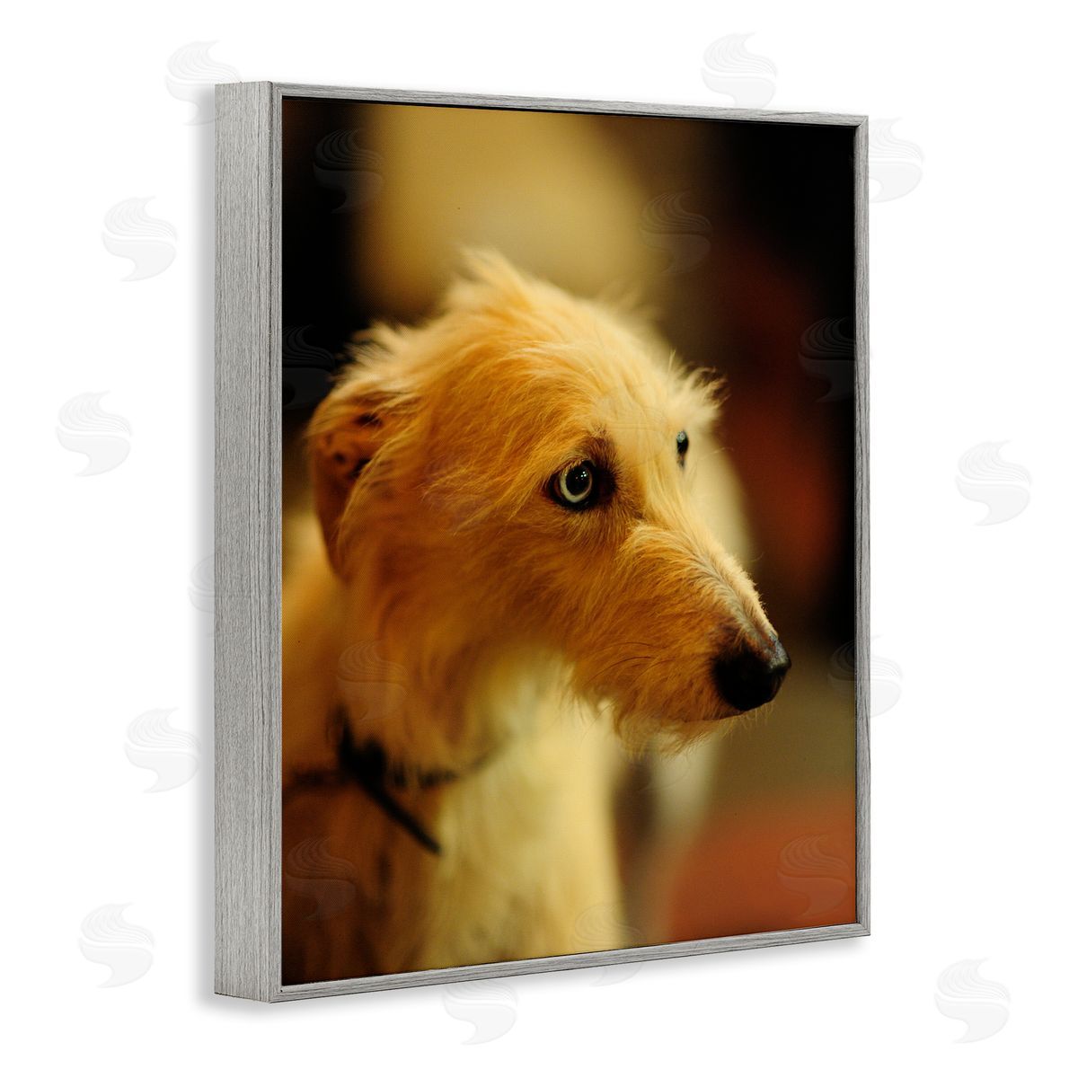 James Dobson Long Hair Terrier Dog Portrait Warm Lighting Photography Gray Framed Giclee Wall Art Print
