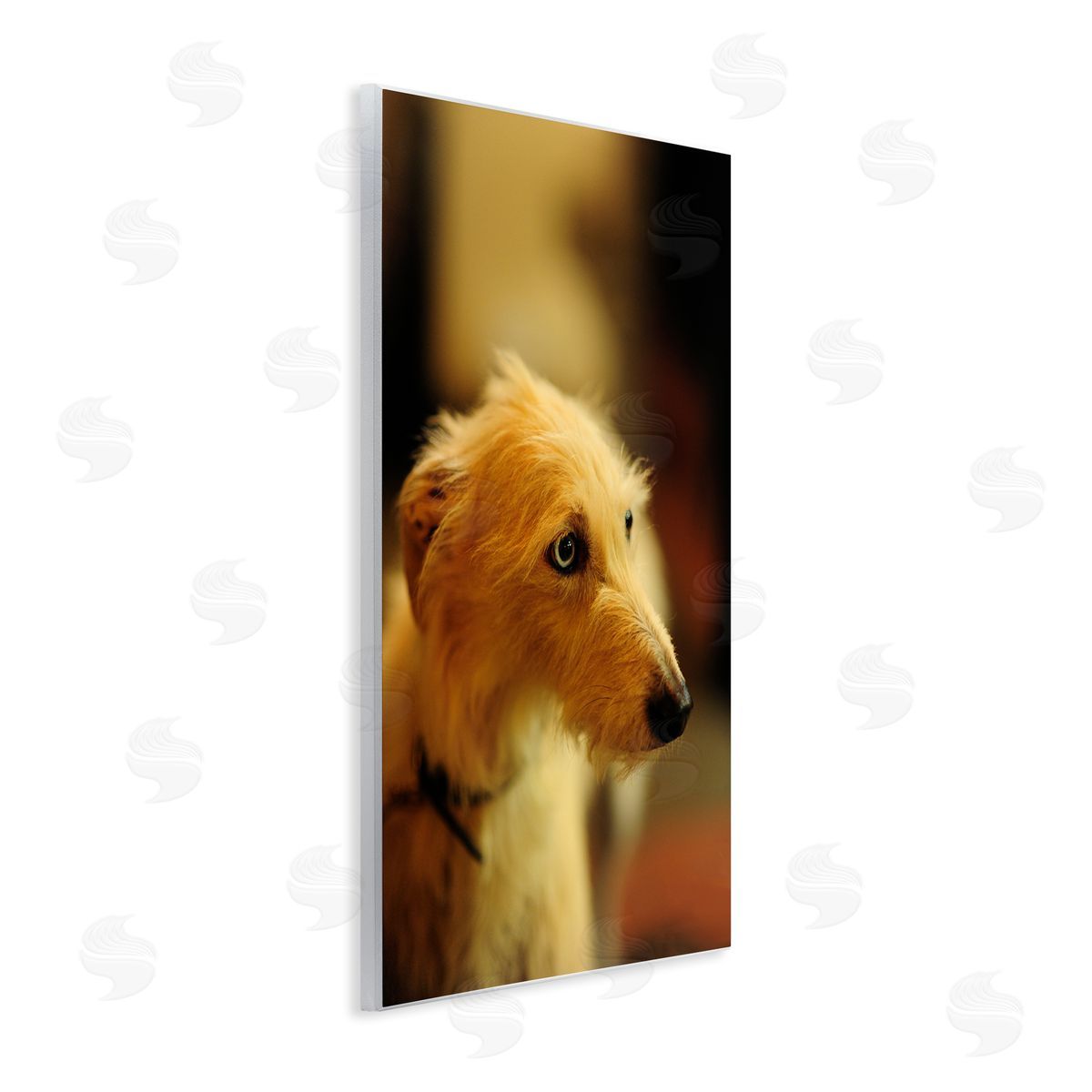 James Dobson Long Hair Terrier Dog Portrait Warm Lighting Photography Wall Plaque Art Print