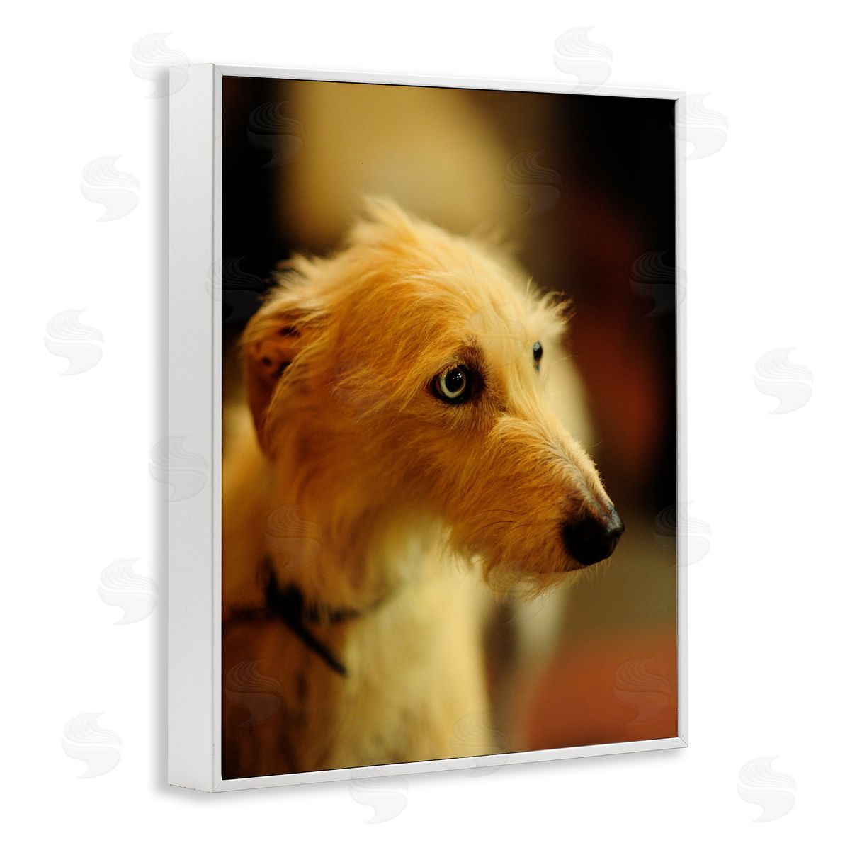 James Dobson Long Hair Terrier Dog Portrait Warm Lighting Photography White Framed Giclee Wall Art Print
