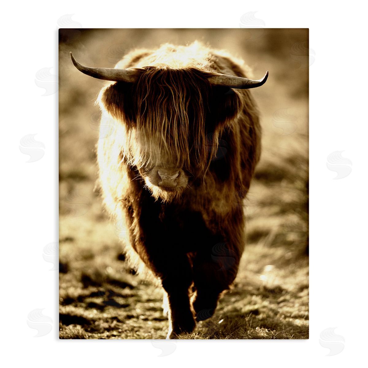 James Dobson Sunlit Highland Longhorn Cattle Wandering Rural Countryside Stretched Canvas Wall Art Print
