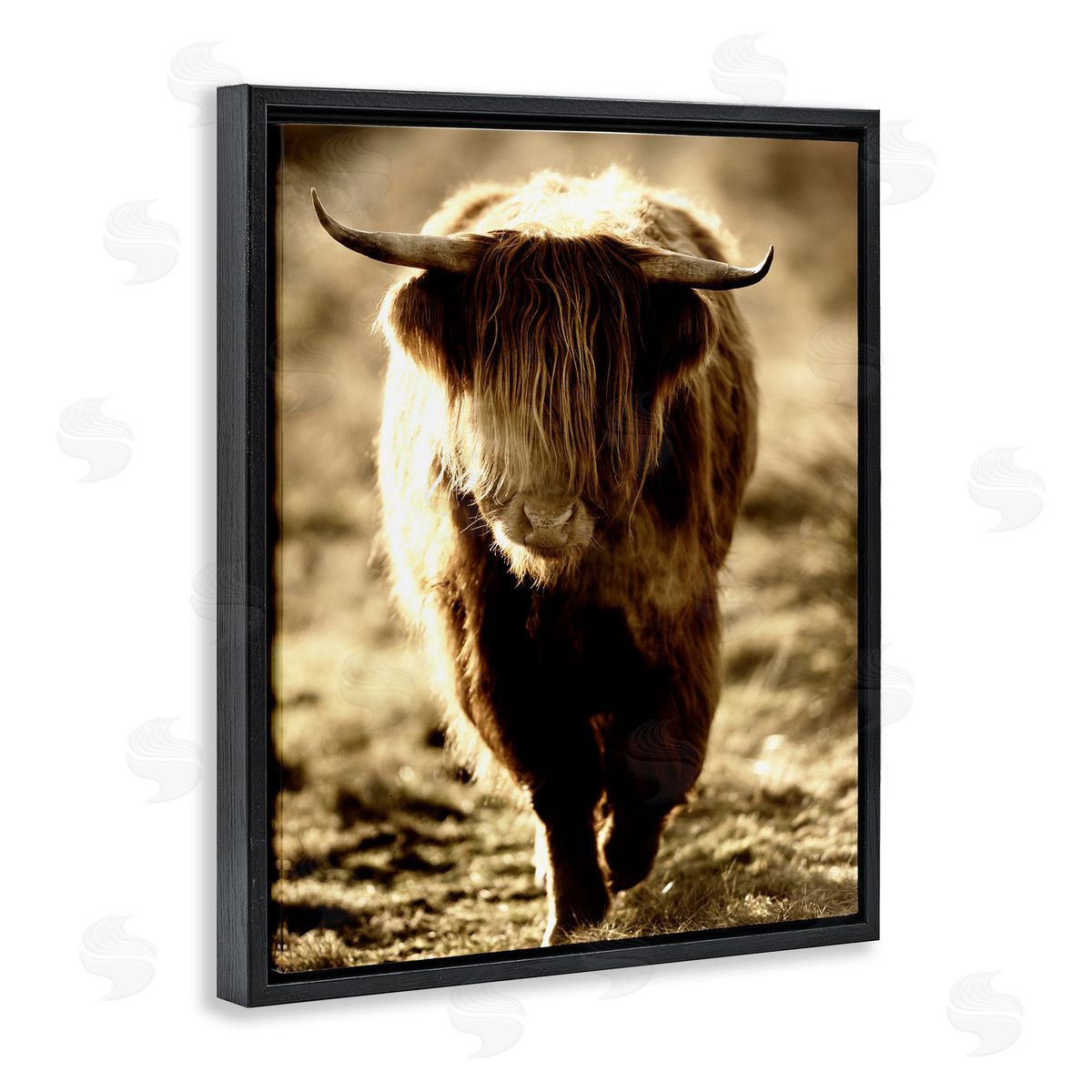 James Dobson Sunlit Highland Longhorn Cattle Wandering Rural Countryside Black Floating Frame Canvas Wall Art Print