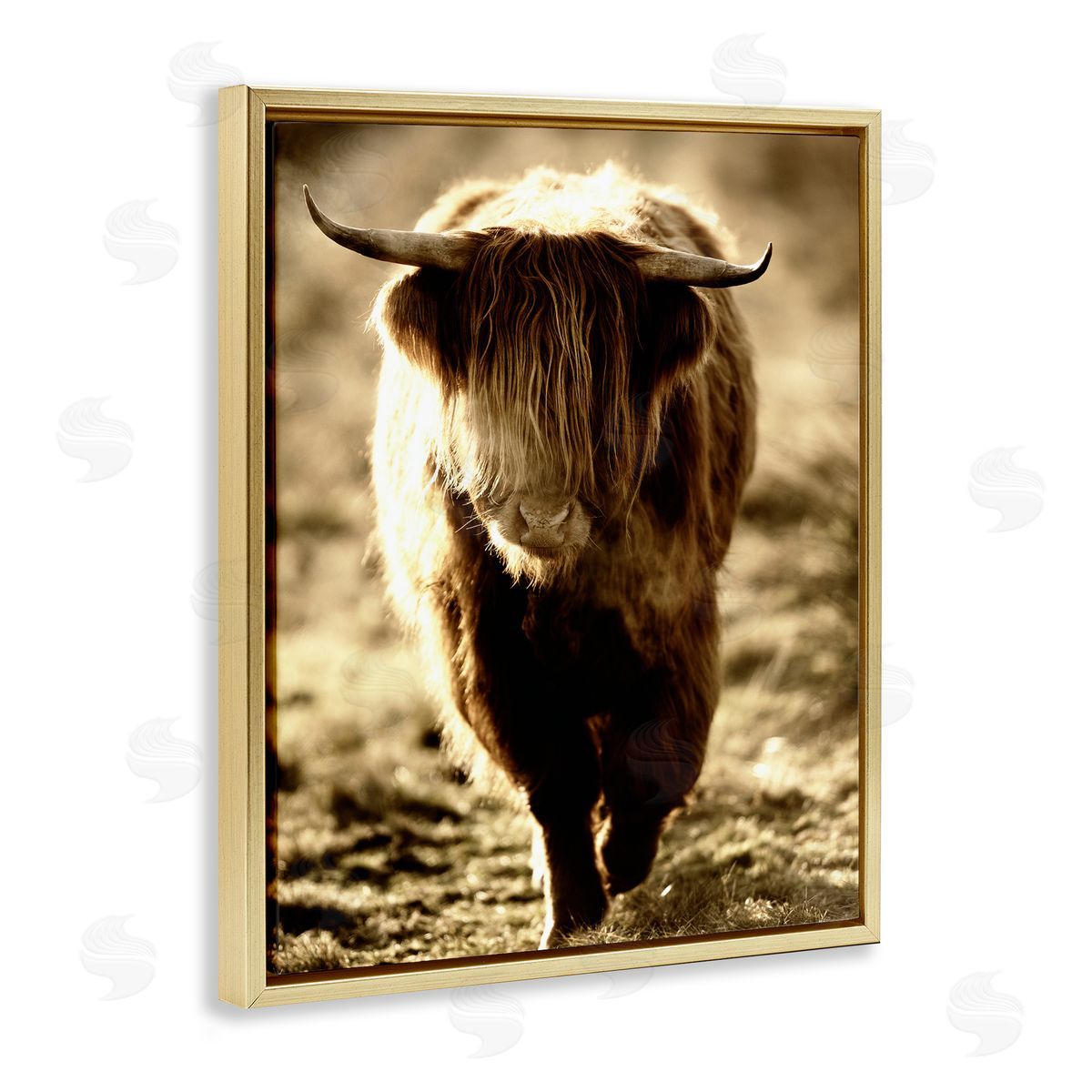James Dobson Sunlit Highland Longhorn Cattle Wandering Rural Countryside Gold Floating Frame Canvas Wall Art Print