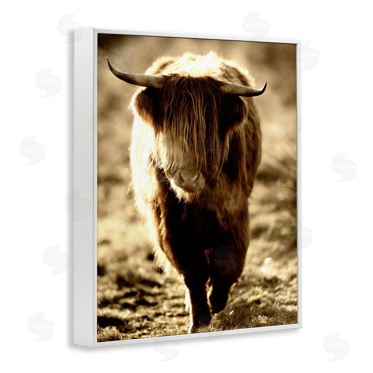 James Dobson Sunlit Highland Longhorn Cattle Wandering Rural Countryside White Framed Giclee Wall Art Print