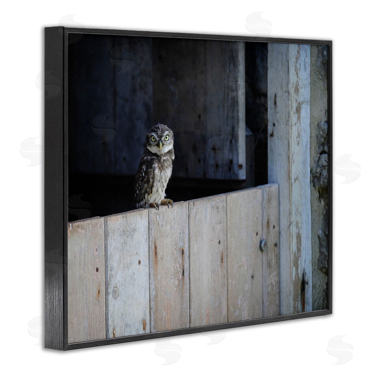 James Dobson Perched Owl Rural Barn Ledge Wildlife Photography Black Framed Giclee Wall Art Print