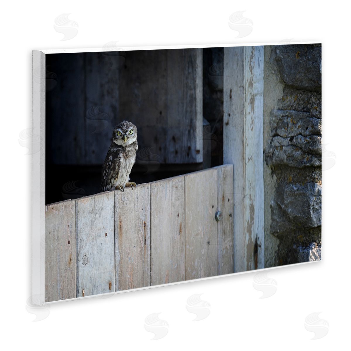 James Dobson Perched Owl Rural Barn Ledge Wildlife Photography Wall Plaque Art Print