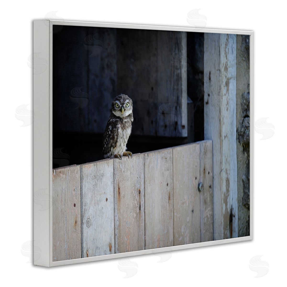 James Dobson Perched Owl Rural Barn Ledge Wildlife Photography White Framed Giclee Wall Art Print