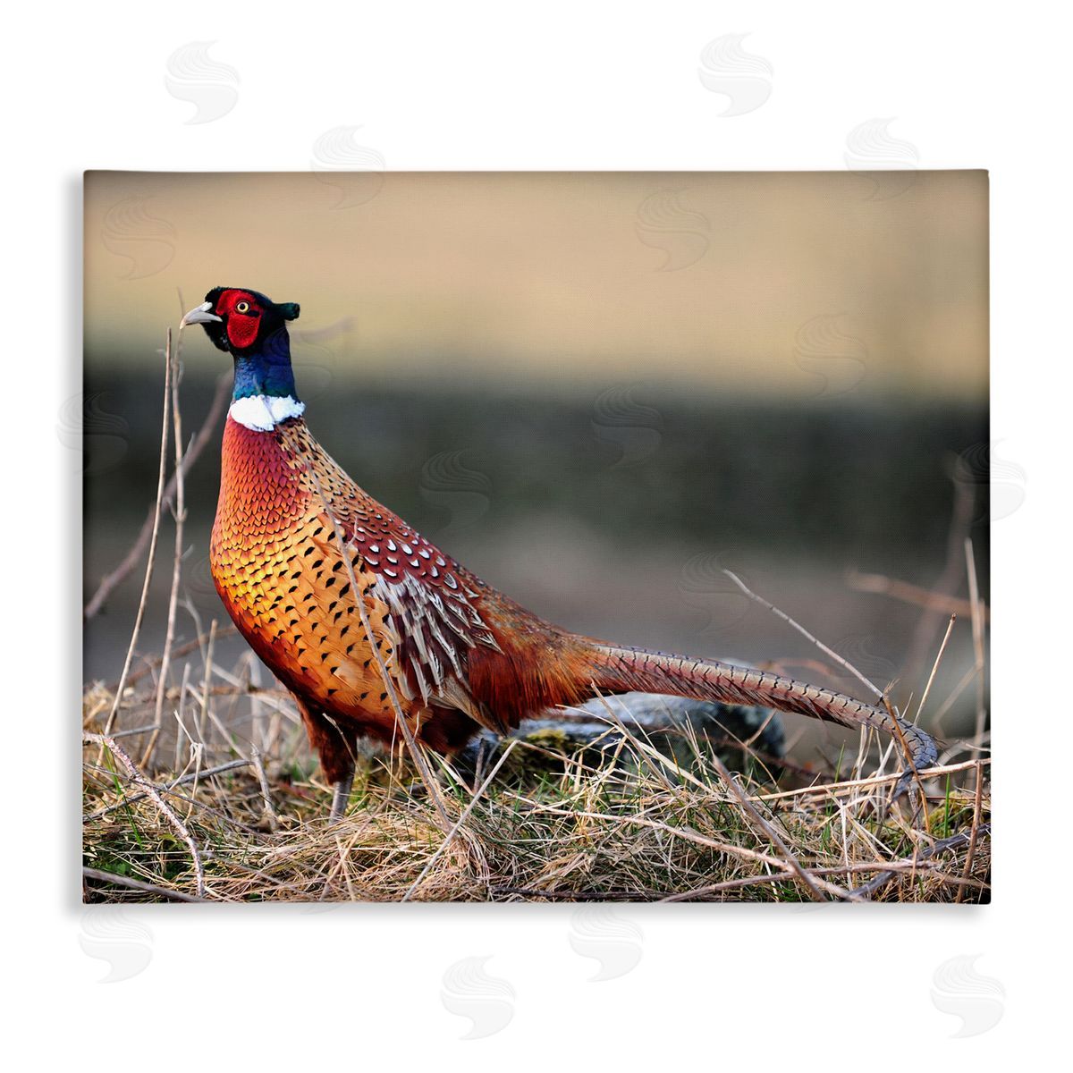 James Dobson Lone Pheasant Bird Grassy Forest Floor Wildlife Stretched Canvas Wall Art Print