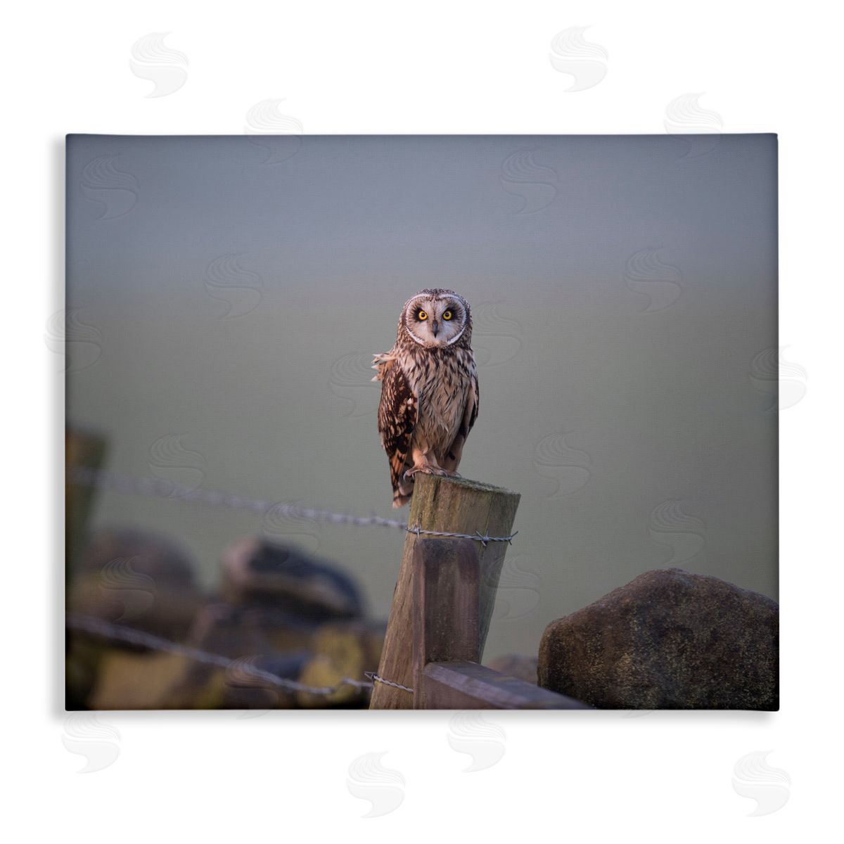 James Dobson Intensely Gazing Owl Perched Rural Fence Post  Stretched Canvas Wall Art Print
