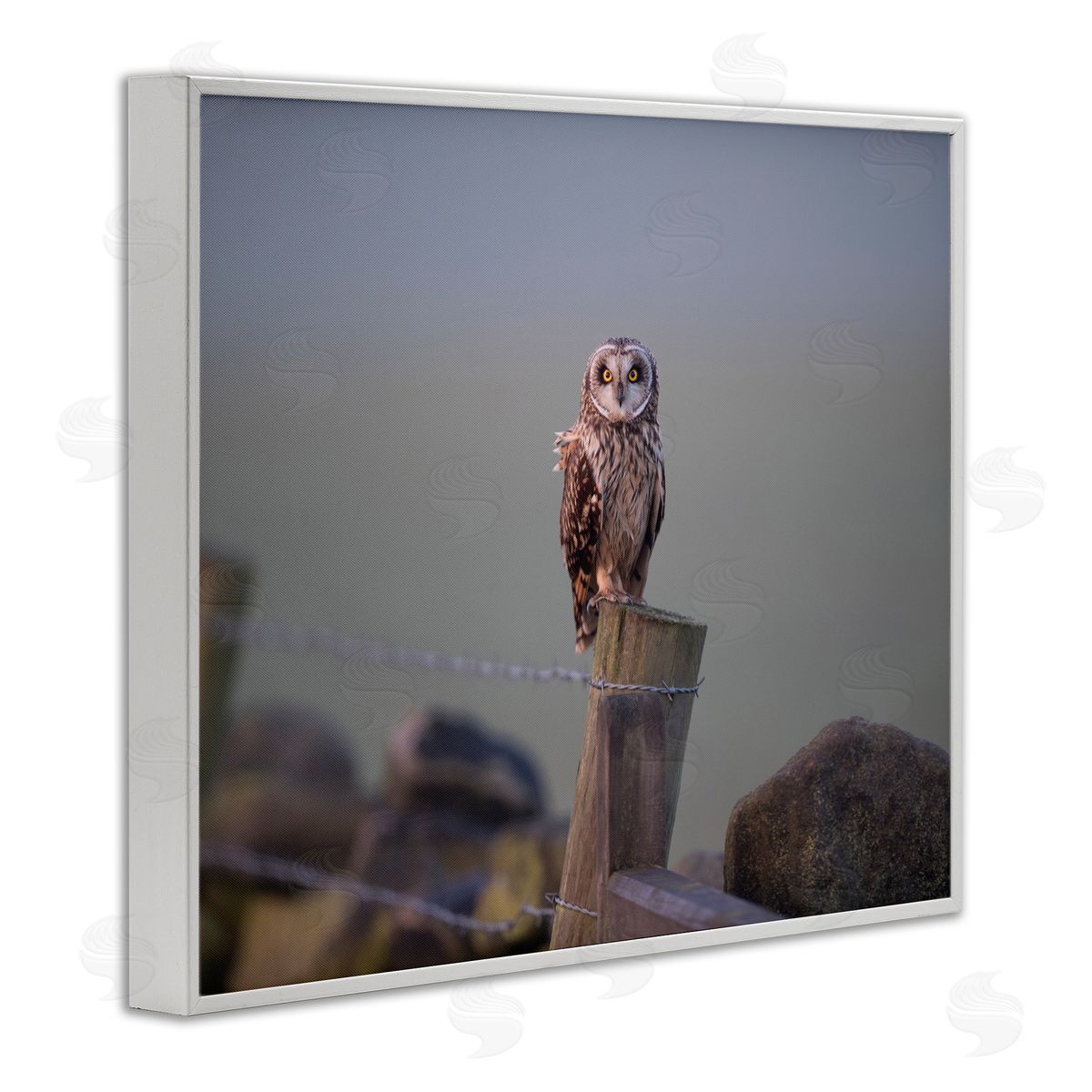 James Dobson Intensely Gazing Owl Perched Rural Fence Post  White Framed Giclee Wall Art Print