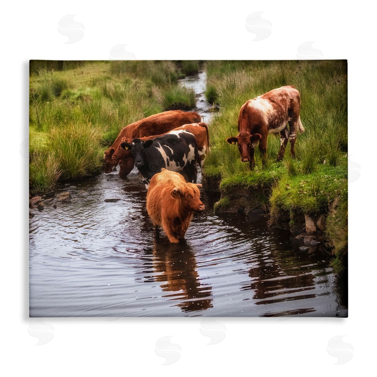 James Dobson Rural Cattle Enjoying Stream Water Between Grassland Stretched Canvas Wall Art Print