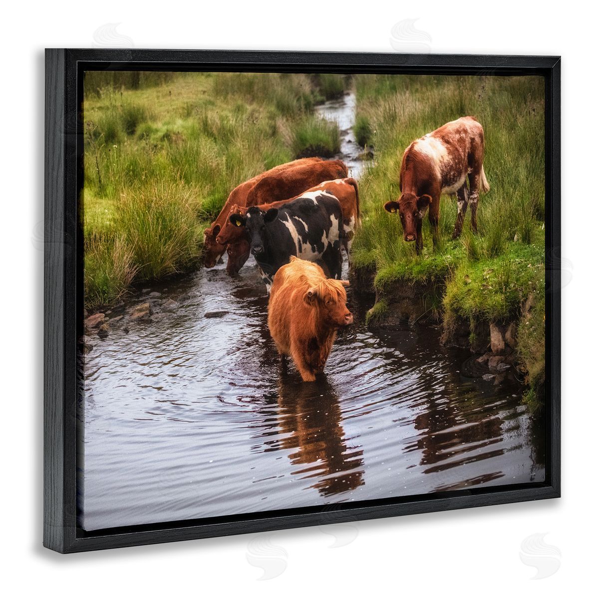 James Dobson Rural Cattle Enjoying Stream Water Between Grassland Black Floating Frame Canvas Wall Art Print
