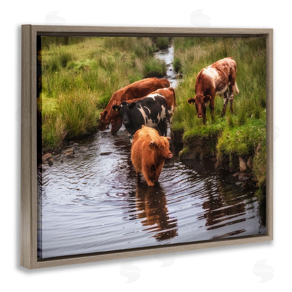 James Dobson Rural Cattle Enjoying Stream Water Between Grassland Brown Floating Frame Canvas Wall Art Print