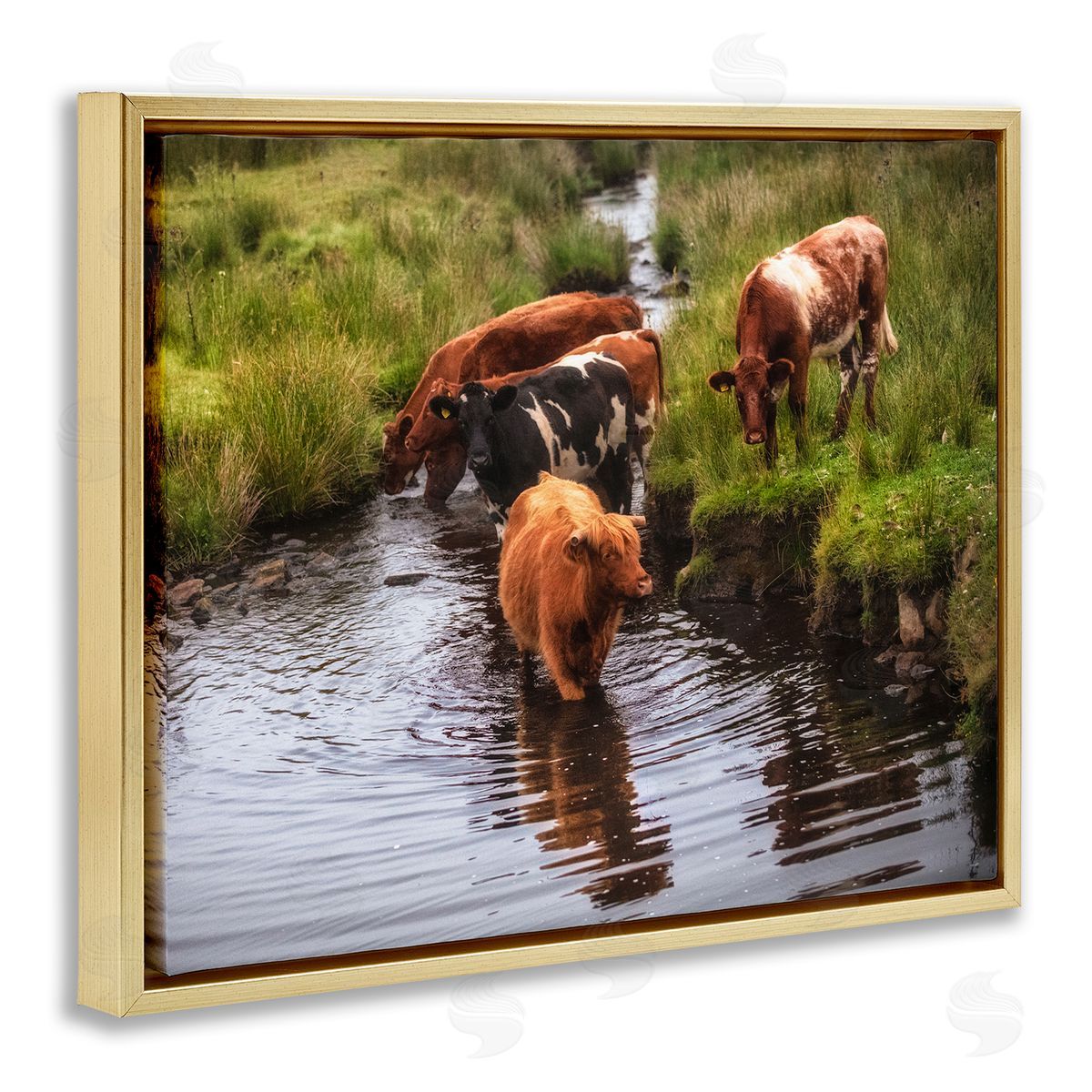 James Dobson Rural Cattle Enjoying Stream Water Between Grassland Gold Floating Frame Canvas Wall Art Print