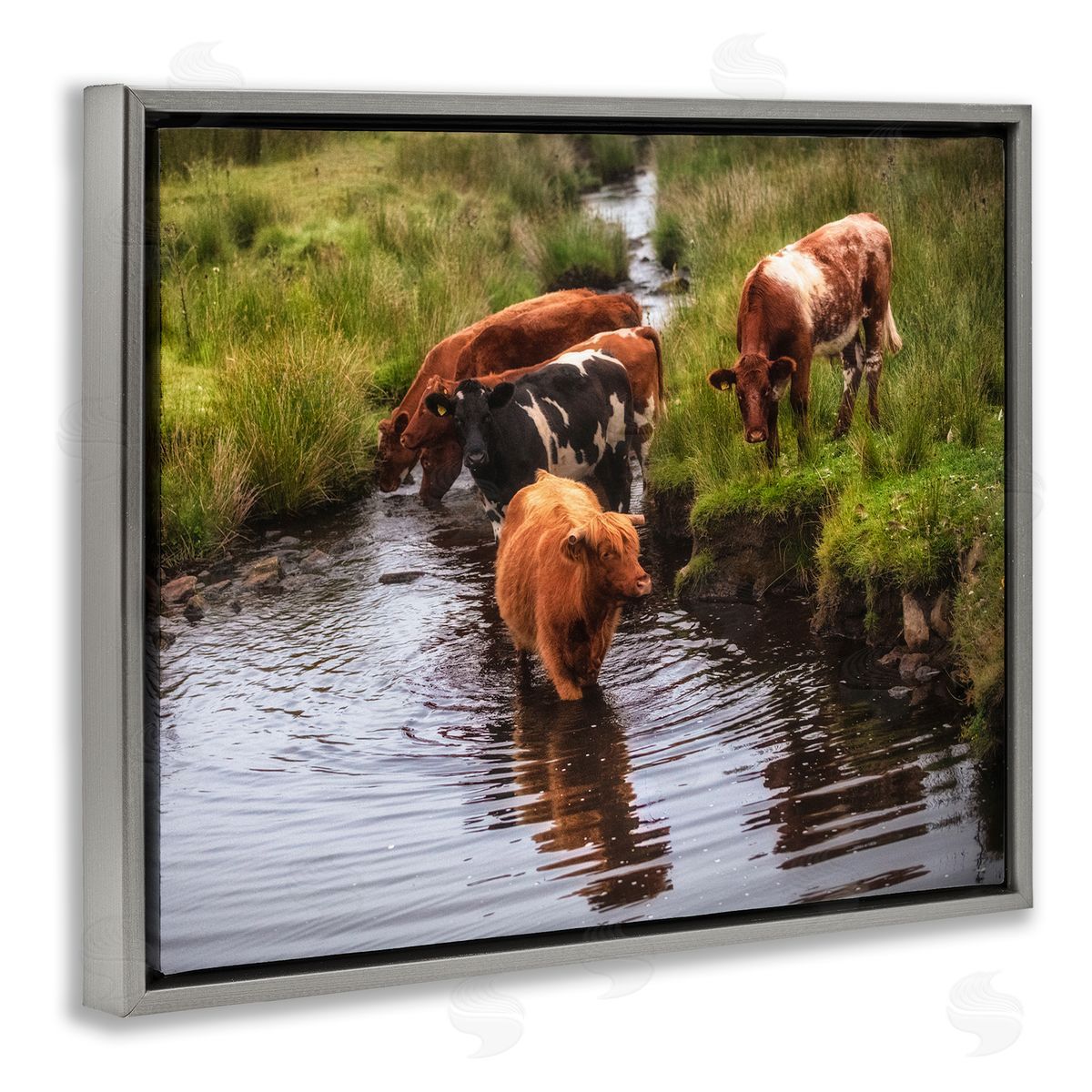 James Dobson Rural Cattle Enjoying Stream Water Between Grassland Gray Floating Frame Canvas Wall Art Print