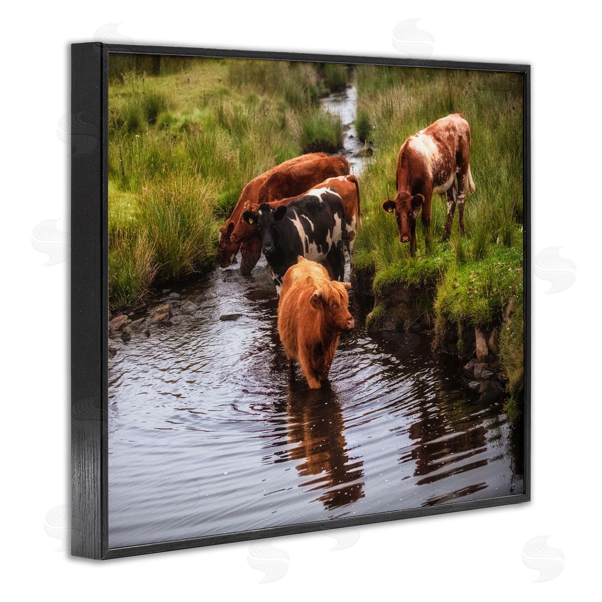 James Dobson Rural Cattle Enjoying Stream Water Between Grassland Black Framed Giclee Wall Art Print