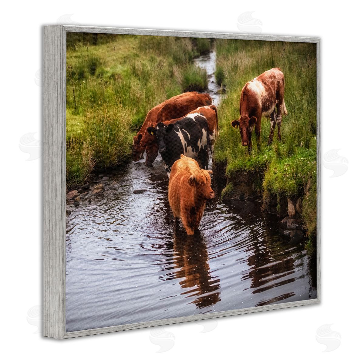 James Dobson Rural Cattle Enjoying Stream Water Between Grassland Gray Framed Giclee Wall Art Print