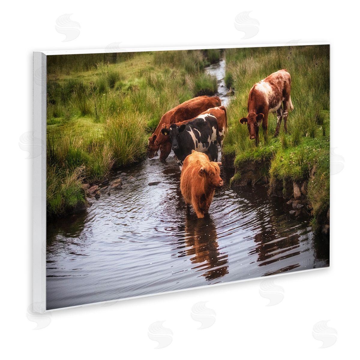 James Dobson Rural Cattle Enjoying Stream Water Between Grassland Wall Plaque Art Print