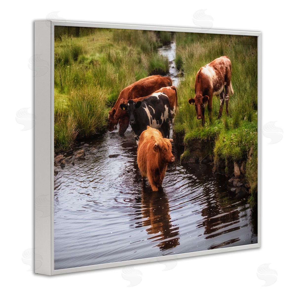 James Dobson Rural Cattle Enjoying Stream Water Between Grassland White Framed Giclee Wall Art Print